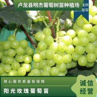 陽(yáng)光玫瑰葡萄苗 5天 蓬徑0.5m~0.8m 保濕+薄膜 1年~2年 成活率98