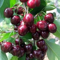 俄羅斯8號櫻桃苗 俄八號大櫻桃樹苗 惠農苗木 保證品種純度