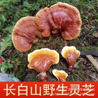 長白山靈芝片切片干貨茶酒干林芝粉非孢子粉500g