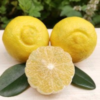 春香柚橘子當(dāng)季新鮮象山青整箱當(dāng)季黃金貢柚春香柚小柚子10斤甜桔