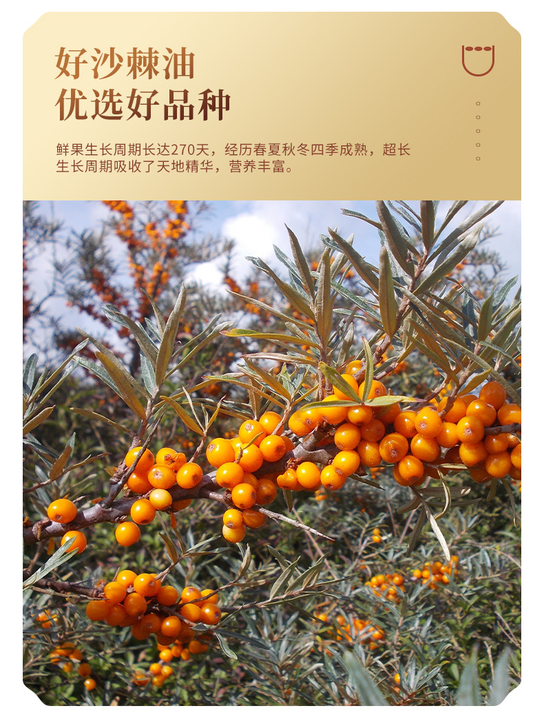 沙棘籽油詳情頁(yè)_04.jpg