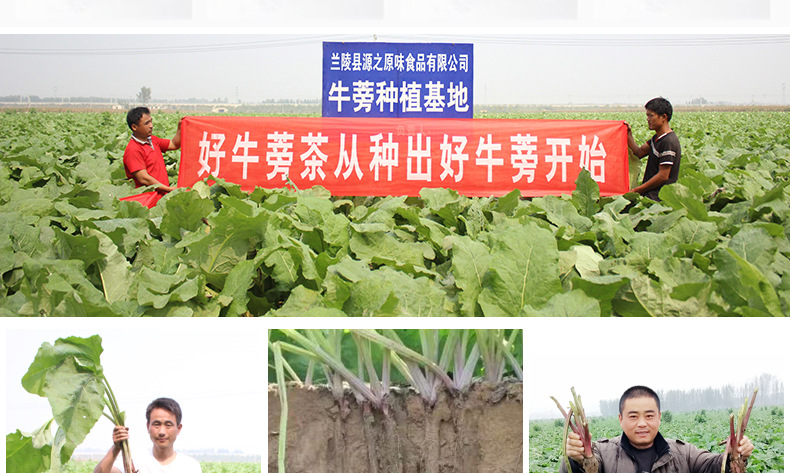 黃金牛蒡茶斜片詳情_02.jpg