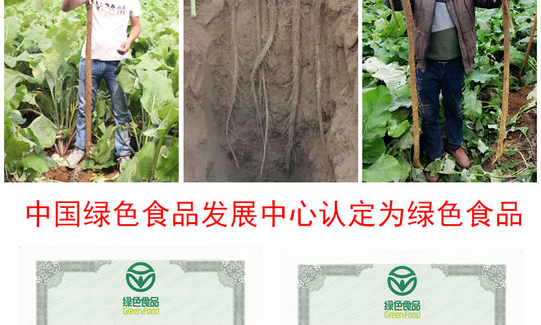 黃金牛蒡茶斜片詳情_03.jpg