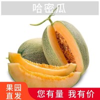 哈密瓜西州蜜網(wǎng)紋瓜西州蜜25號(hào)脆甜哈密瓜甜現(xiàn)摘現(xiàn)發(fā)一件代發(fā)