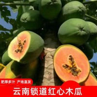 云南西雙版納水果紅心木瓜新鮮應(yīng)季現(xiàn)摘現(xiàn)發(fā)高原種植3/5/10斤包郵
