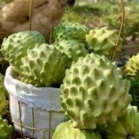 鳳梨釋迦果 番荔枝佛頭果 新鮮應季水果農(nóng)場現(xiàn)摘直供