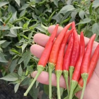 應季紅辣椒 品種齊全 現(xiàn)貨農場采摘直發(fā) 優(yōu)選合意種植