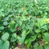 大葉九九草莓苗 高產耐嚴寒 根系完整度高 緩苗快