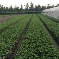 四川草莓苗種植注意事項(xiàng)