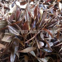 明前頭春大樹茶 瀾滄特級紫鵑紫茶普洱茶 散生茶 散茶批發(fā)