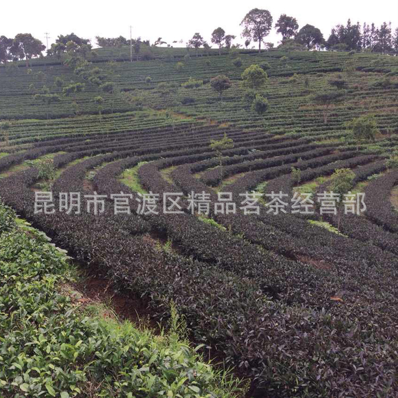 紫鵑理?xiàng)l (5).jpg