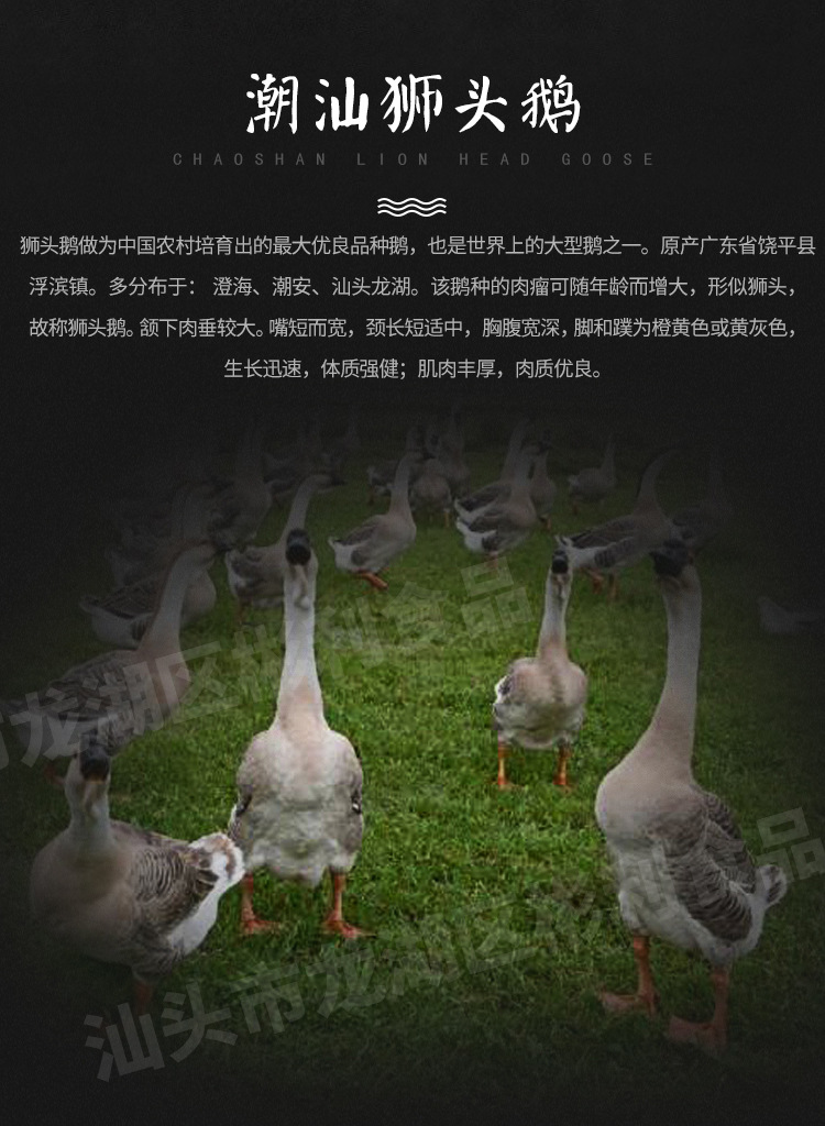 全鵝-小_02.jpg