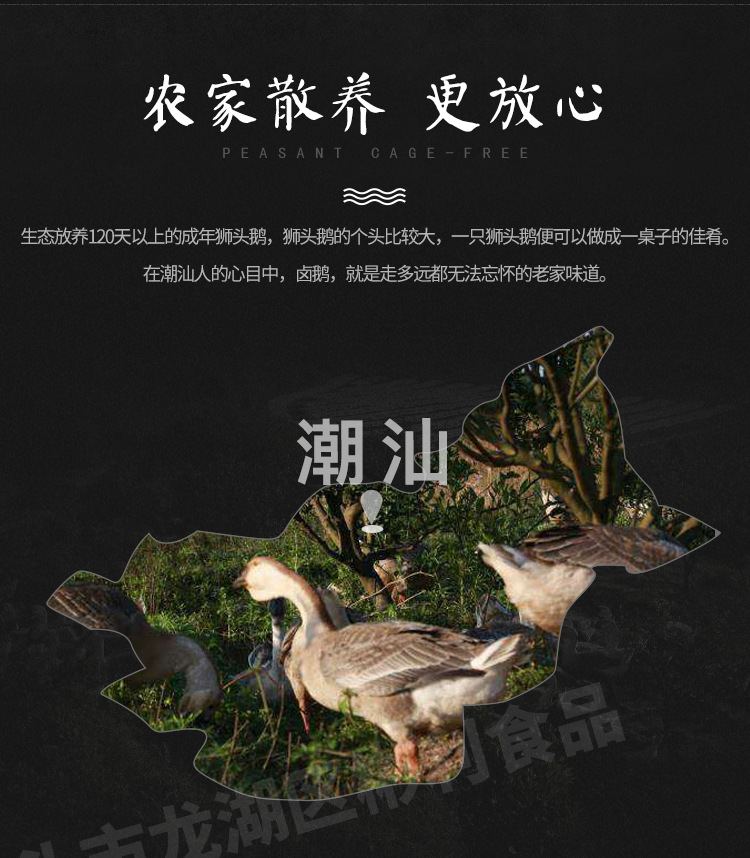 全鵝-小_03.jpg