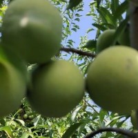 由橙之戀批發(fā)基地 品種規(guī)格齊全 稀優(yōu)五月脆李