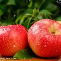 批發(fā) 廣愛鮮紅富士蘋果 香脆可口 新鮮脆甜應(yīng)季水果香甜多汁