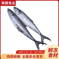 新鮮海捕鮮活冷凍鲅魚(yú) 冰鮮馬鮫魚(yú)整魚(yú) 海鮮水產(chǎn)餃子食材冷凍鲅魚(yú)