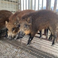 特種野豬價格 30斤種豬價格 魯坤 野豬苗量大從優(yōu)