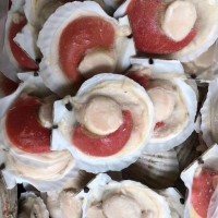 冷凍扇貝 蝦夷扇貝 冷凍半殼蝦夷扇貝 燒烤扇貝1箱10公斤 2箱起發(fā)