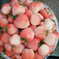 桃熏草莓苗苗圃正宗出售批發(fā)產(chǎn)品種多質(zhì)量好價格優(yōu)草莓苗