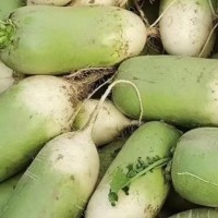 升鑫現(xiàn)拔現(xiàn)發(fā)應季蔬菜青蘿卜 品質(zhì)從優(yōu) 物美價廉