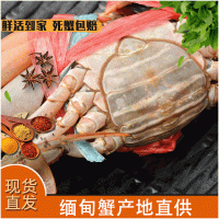 零售 鮮活緬甸蟹 紅膏母蟹 3.5-5.0兩/只 2斤大概5只 產(chǎn)地直供