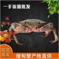 批發(fā)現(xiàn)貨鮮活螃蟹緬甸公蟹清蒸煲粥蟹肉煲蟹5.5-8兩/只2斤大概3只
