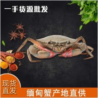 批發(fā)鮮活緬甸蟹個(gè)大體肥肉蟹煲 殼薄肉嫩3.2-4.2兩/只 2斤大概5只