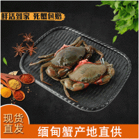 鮮活緬甸蟹一手貨源 煲粥青蟹 2.6-3.2兩/只 2斤大概7只 零售現(xiàn)貨