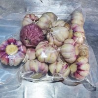 紫皮大蒜 顆粒飽滿 安全健康 貨源充足 斯刻達(dá)供應(yīng)