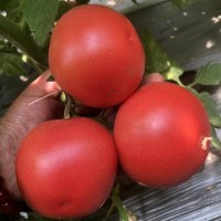 廠家耐裂耐熱耐寒基地種植品種 西紅柿苗 番茄種子批發(fā)
