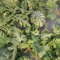 自然成熟美都西瓜 瓜瓤為桃紅色 當(dāng)季水果 瓜瓤飽滿(mǎn)