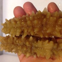 水發(fā)黃玉參 深海水發(fā)黃玉參 黃肉參 冷凍 即食海參海鮮黃玉參
