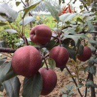 紅梨 早酥梨樹苗 皇冠梨樹 圣豐種植