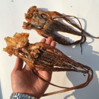 批發(fā)特色海鮮干魷魚頭 淡曬精品章魚須批發(fā) 口感脆爽鐵板魷魚須