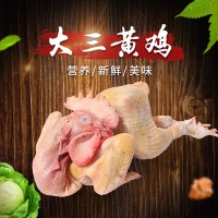 廣元大三黃土仔雞 糧食喂養(yǎng)農(nóng)家大三黃土仔雞 現(xiàn)殺發(fā)貨非冷凍型
