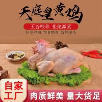 天庭皇黃雞 肉質(zhì)鮮美 可做黃燜雞 皮色金黃鮮嫩多汁