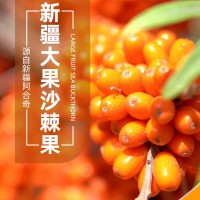 新疆阿合奇大果深秋紅沙棘果子棘鮮豐沙棘原漿1噸廠家直銷