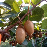 獼猴桃種子林木種籽國(guó)產(chǎn)散裝四季多年生果樹(shù)景觀綠化工程觀葉種孑