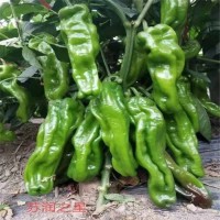 辣椒苗 早春薄皮 顏色綠抗病強 泡椒種子 萬禾