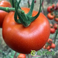 紅果番茄種子 宏帥518 畝產(chǎn)2萬斤以上 抗死顆抗病毒