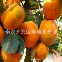 富有 陽(yáng)豐甜柿嫁接柿子苗 2公分坐果柿子苗 中熟 晚熟嫁接柿苗