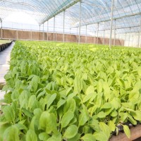 四季小白菜種苗 綠葉 早熟品種 大田種植蔬菜種子