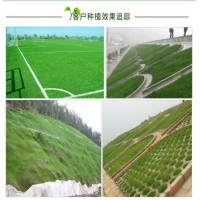 森佰種業(yè)批發(fā)大花秋葵種子 大花秋葵種子價(jià)格便宜 發(fā)芽率高大花秋葵種子