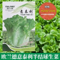 歐蘭德意泰利半結球生菜種子批發(fā) 緊湊直立生菜種子陽臺蔬菜種植