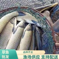 漁場培育草魚供應(yīng) 新鮮死魚可補發(fā) 全程加氧送魚車配送