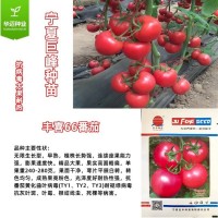 豐喜66西紅柿種子豐盛番茄種苗露天抗病毒高硬度深粉嫁接苗