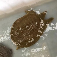 黑花外塘甲魚苗 又稱 中華鱉魚苗 龜類 包活發(fā)貨 海鑫水產(chǎn)養(yǎng)殖