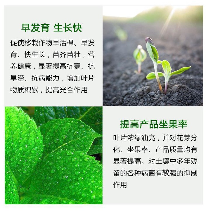 黃葉7