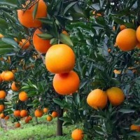 夷陵澄紅柑桔 源頭發(fā)貨 蜜橘耙耙柑 香甜新鮮 3斤 五斤多規(guī)格