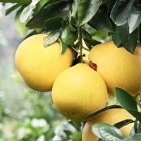 蜜柚 果大皮薄 果面好 口感甜 水分充足 保質(zhì)保量 產(chǎn)地現(xiàn)摘現(xiàn)發(fā) 視頻看貨